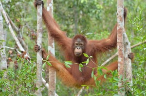 Trans Borneo Expedition 2014     